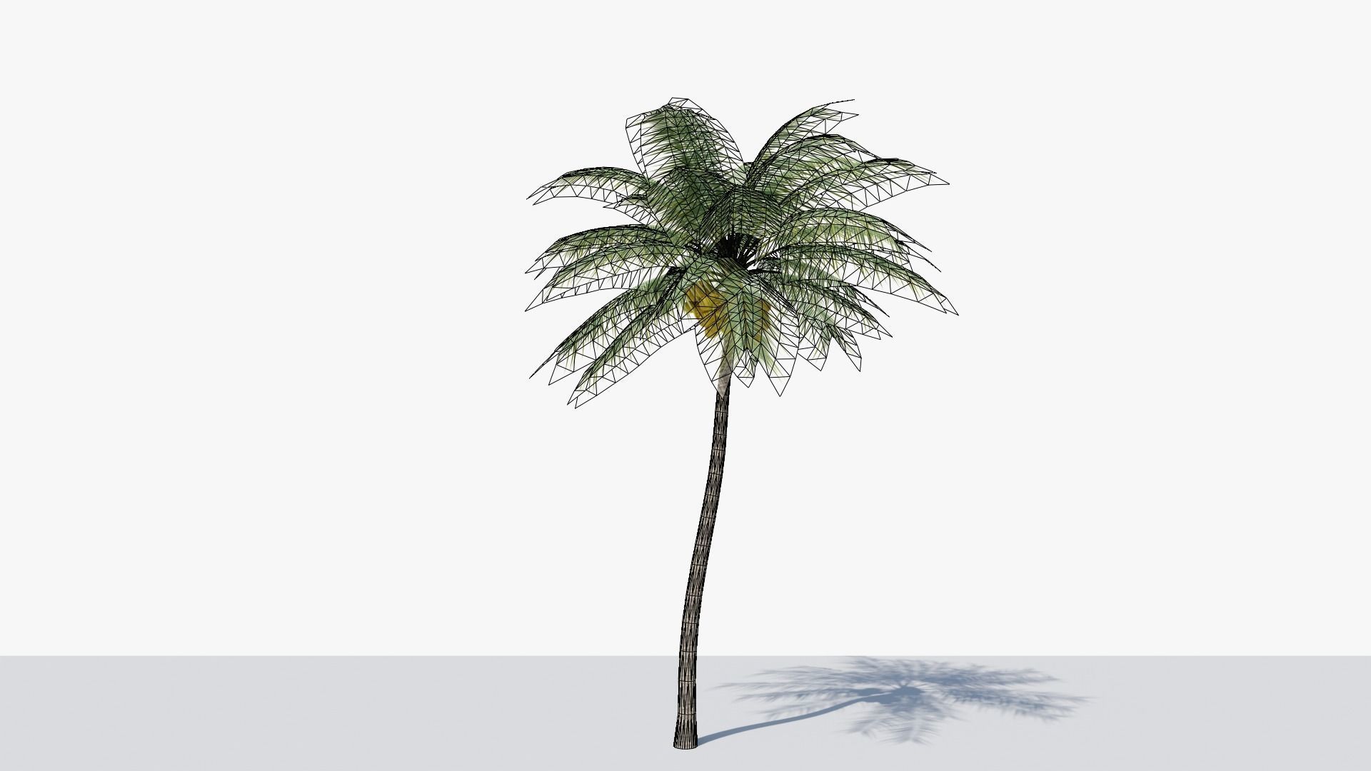 Coconut Palm v4 Low-poly 3D model_7