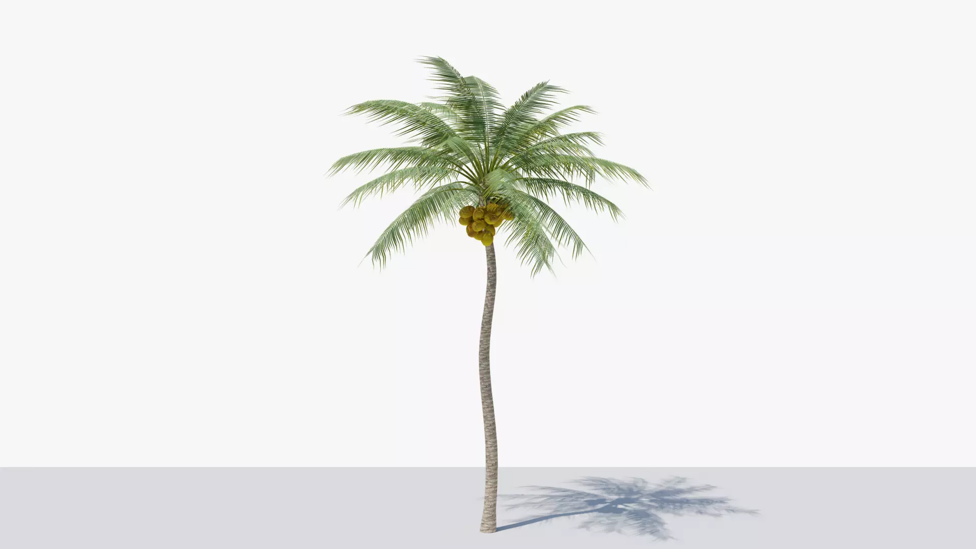 Coconut Palm v4 Low-poly 3D model_0