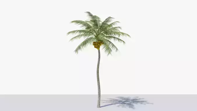 Coconut Palm v4 Low-poly 3D model