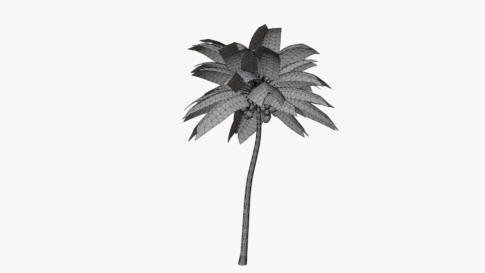 Coconut Palm v4 Low-poly 3D model_5
