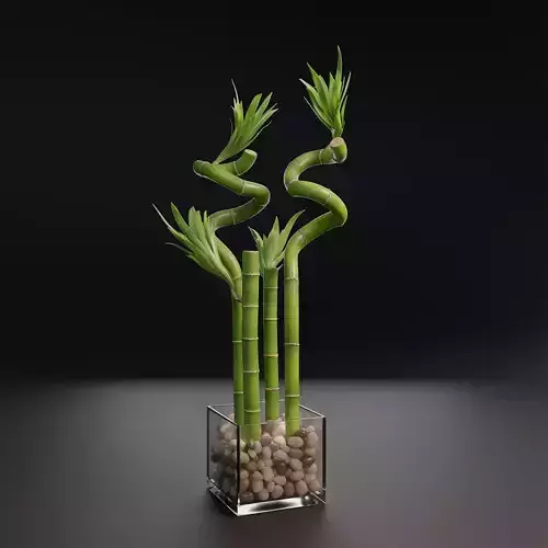 Lucky Bamboo Decorative Vase