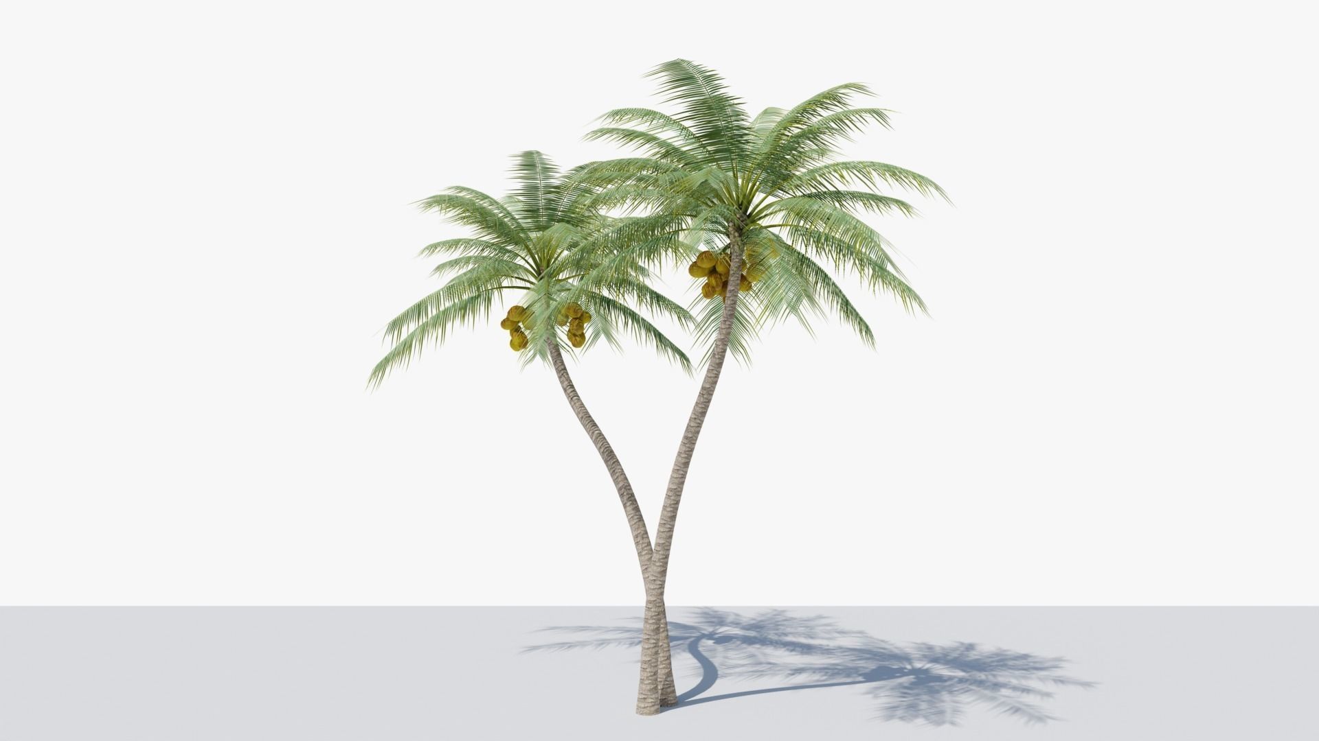 Coconut Palm v5 Low-poly 3D model_6