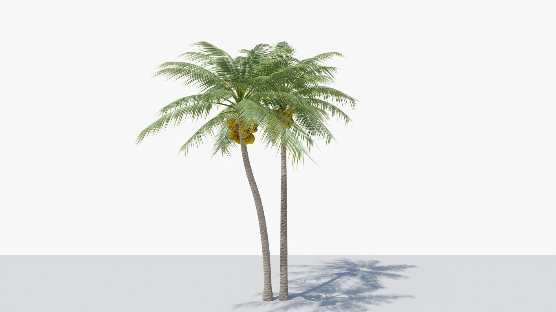 Coconut Palm v5 Low-poly 3D model_12