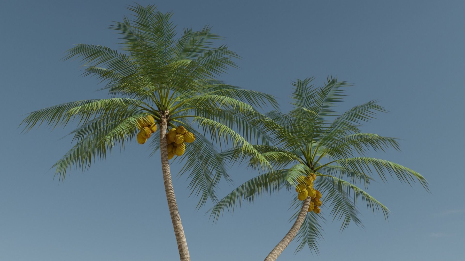 Coconut Palm v5 Low-poly 3D model_19