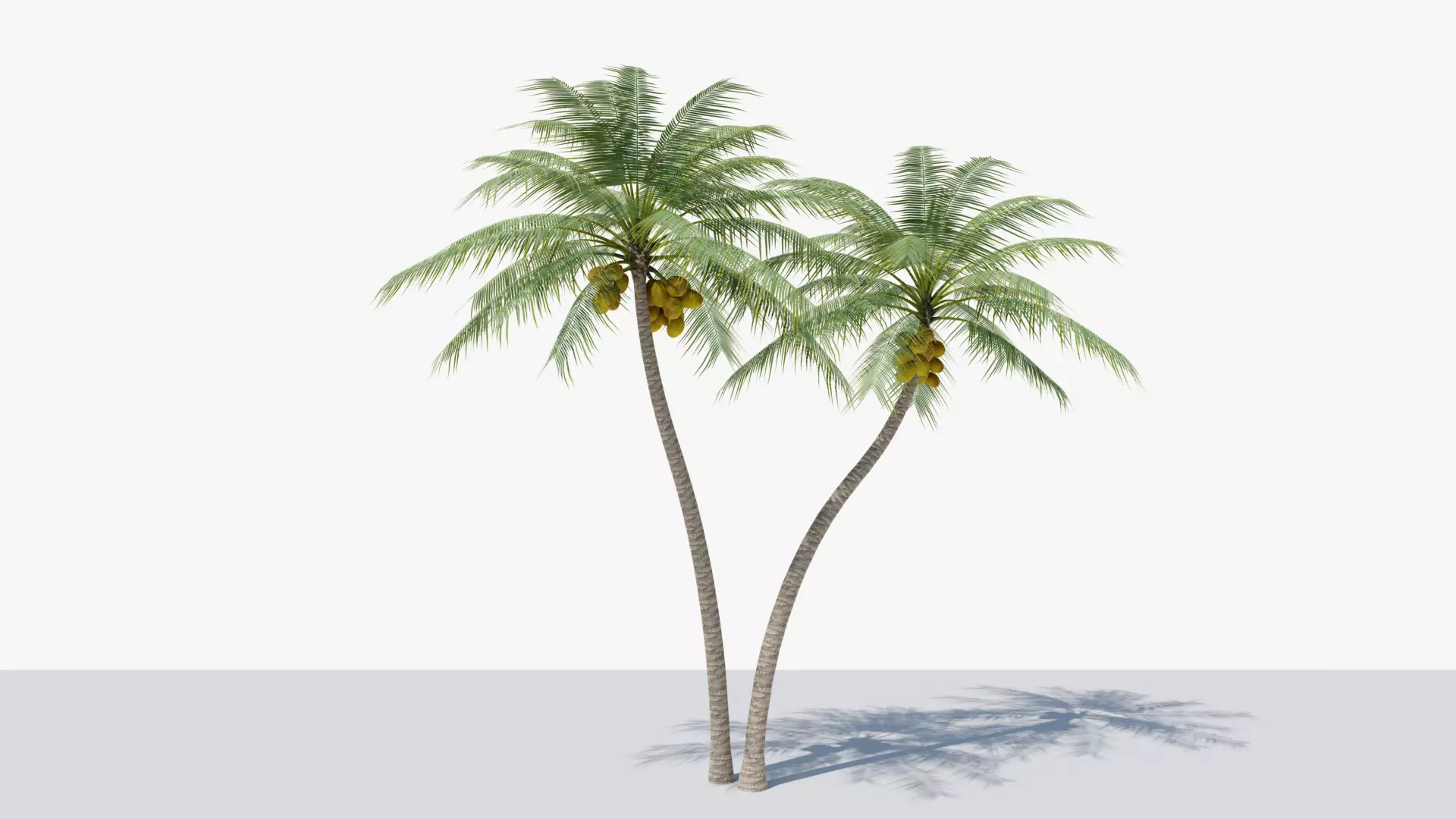 Coconut Palm v5 Low-poly 3D model_0