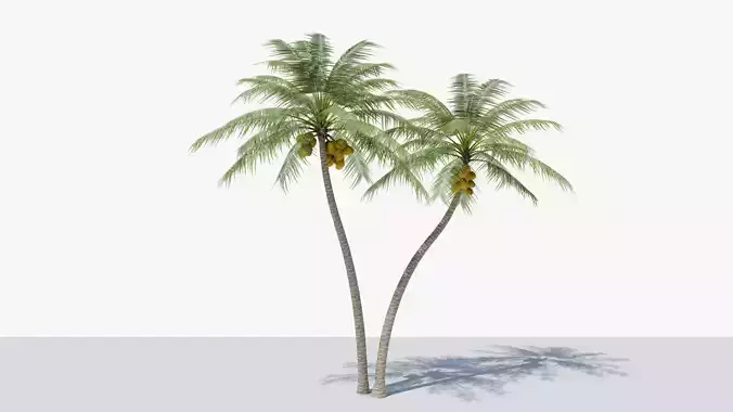 Coconut Palm v5 Low-poly 3D model