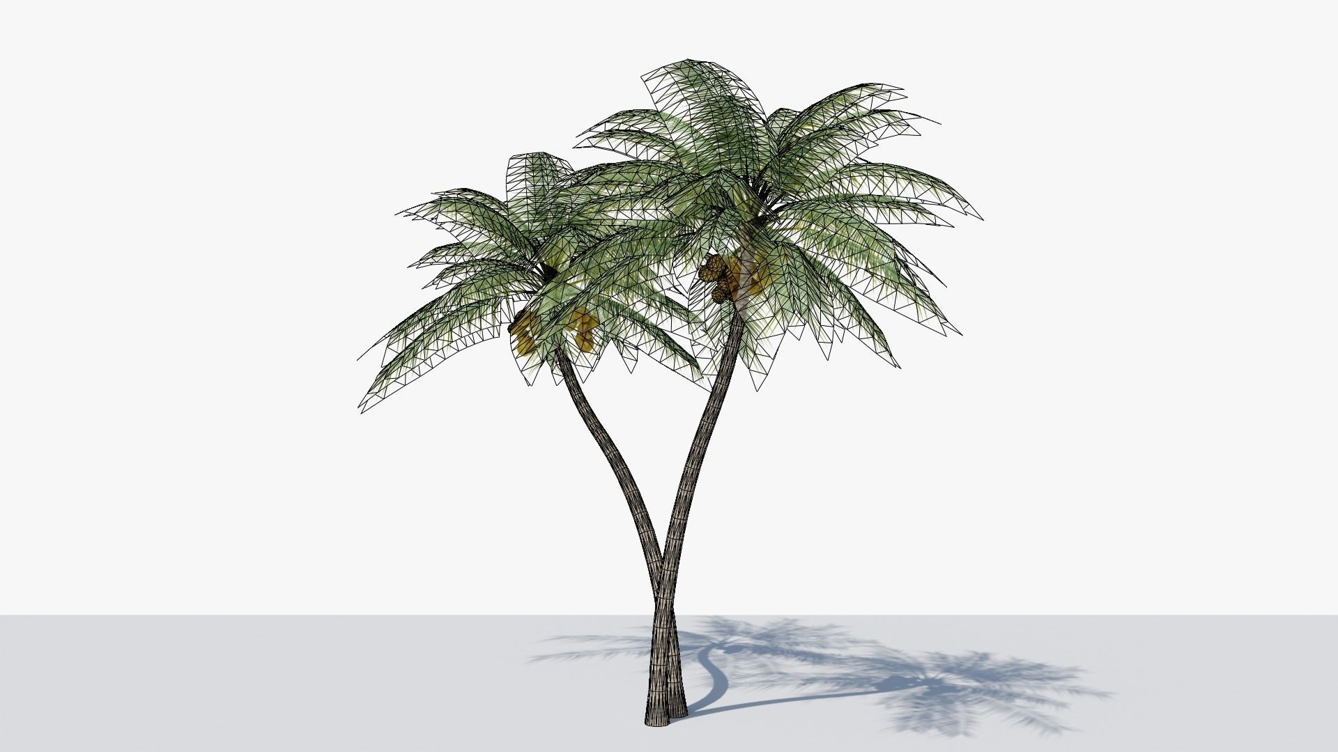 Coconut Palm v5 Low-poly 3D model_7