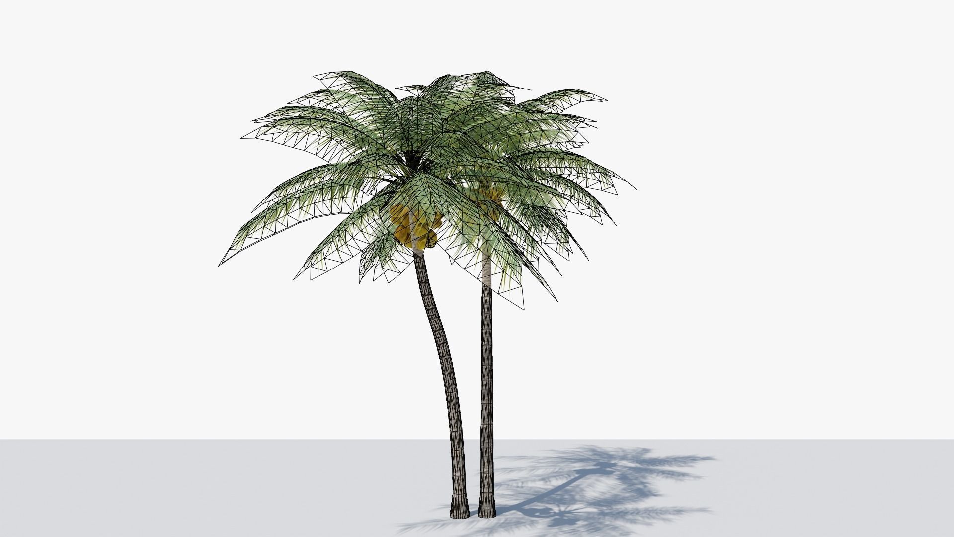 Coconut Palm v5 Low-poly 3D model_13