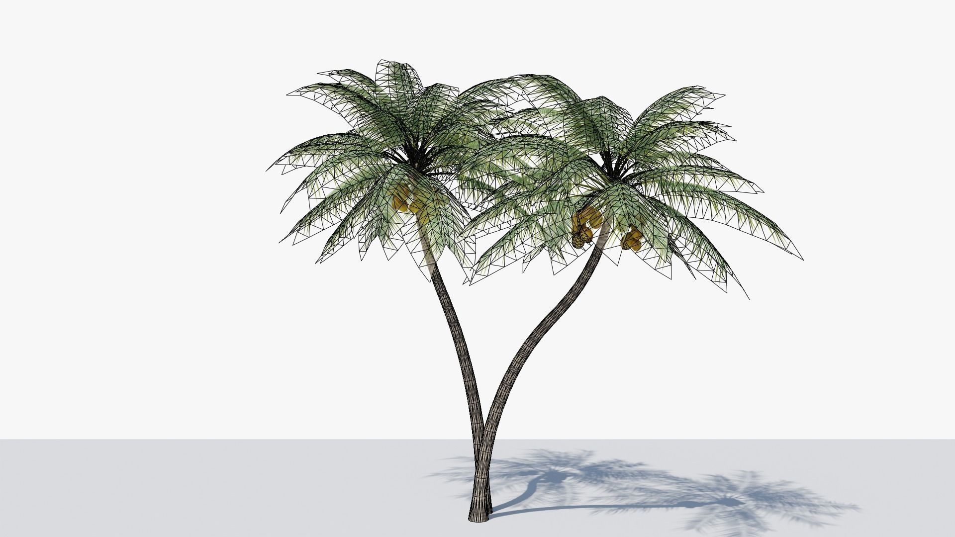 Coconut Palm v5 Low-poly 3D model_16