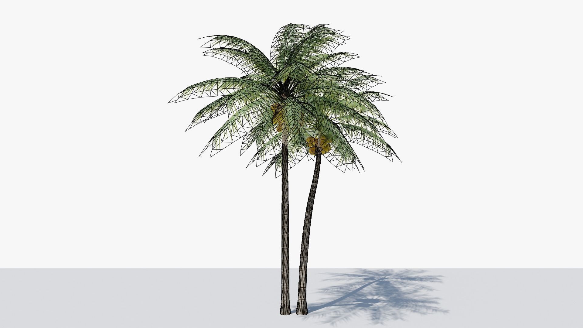 Coconut Palm v5 Low-poly 3D model_4
