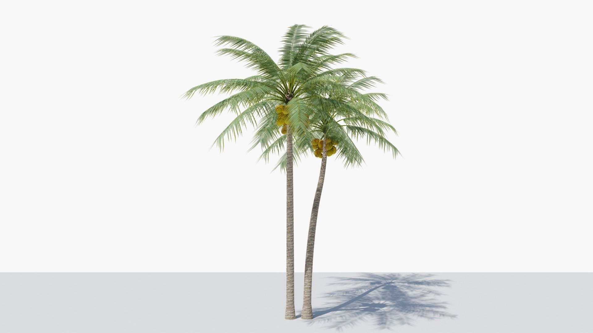 Coconut Palm v5 Low-poly 3D model_3