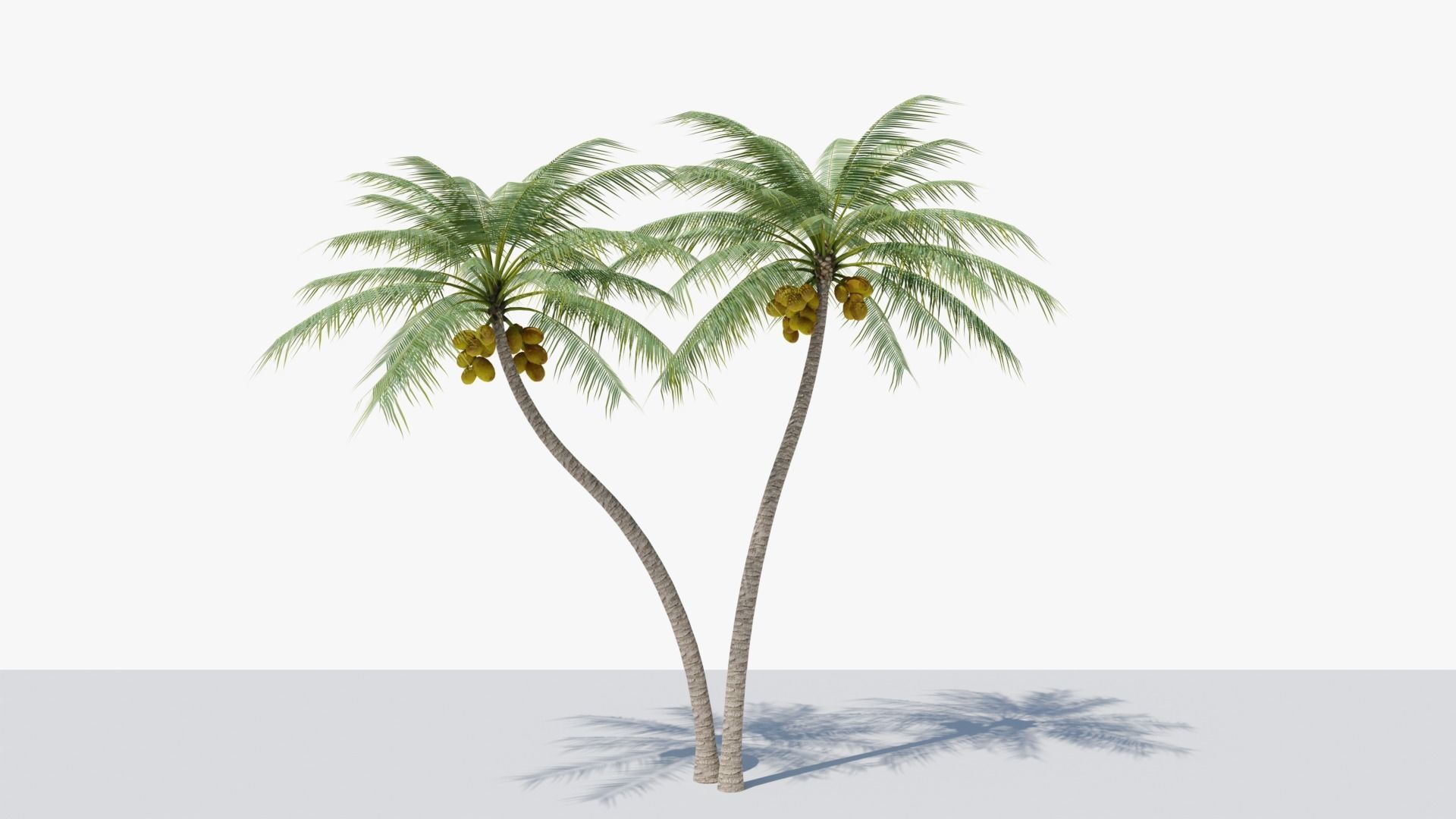 Coconut Palm v5 Low-poly 3D model_9