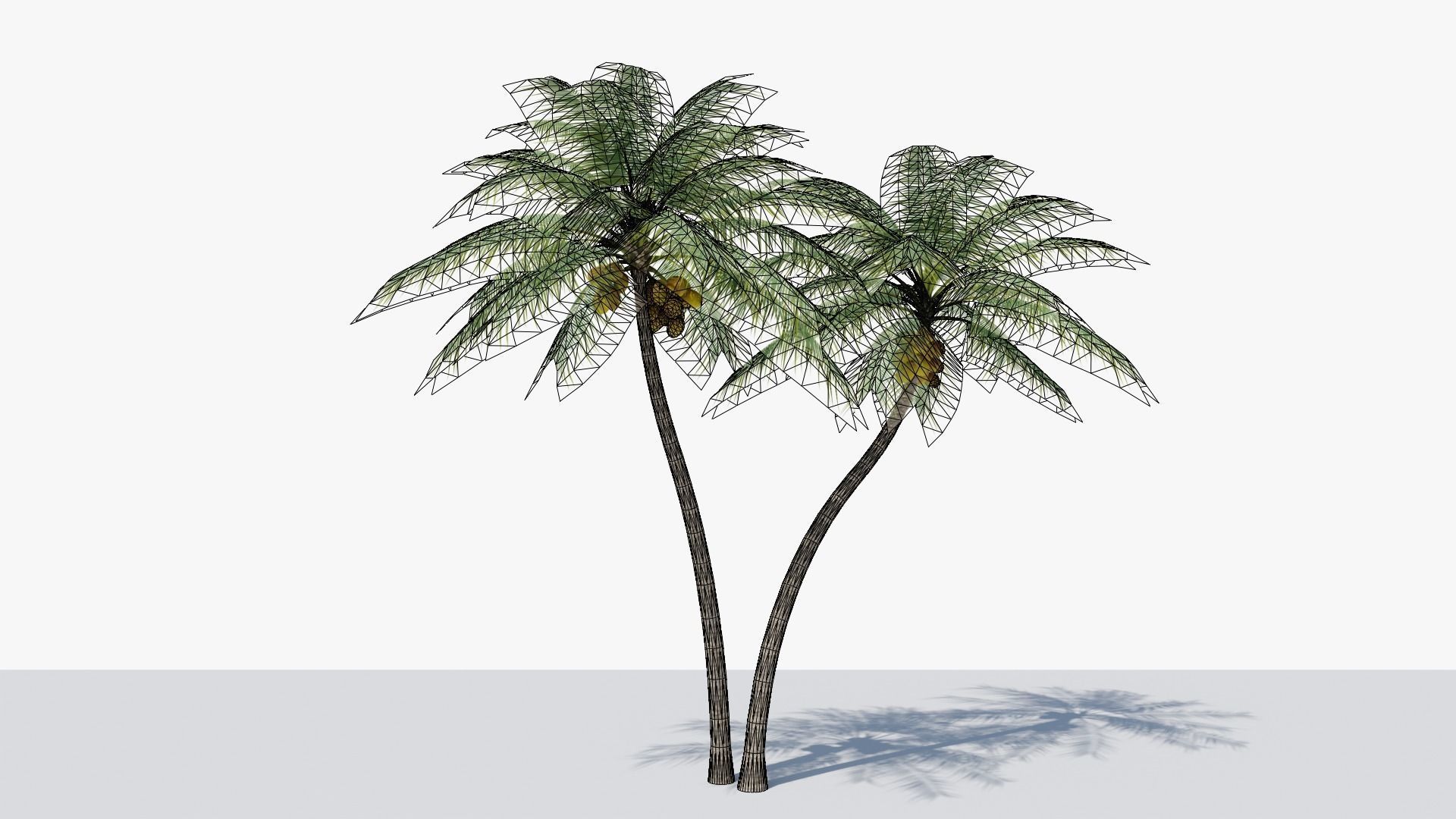 Coconut Palm v5 Low-poly 3D model_1