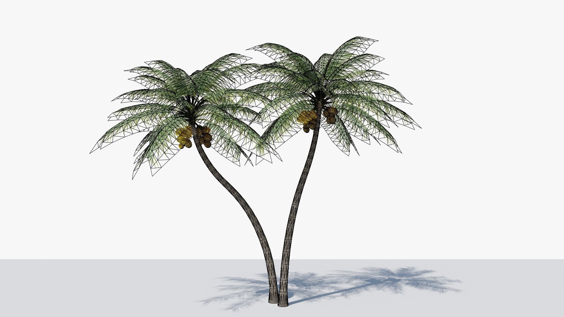 Coconut Palm v5 Low-poly 3D model_10