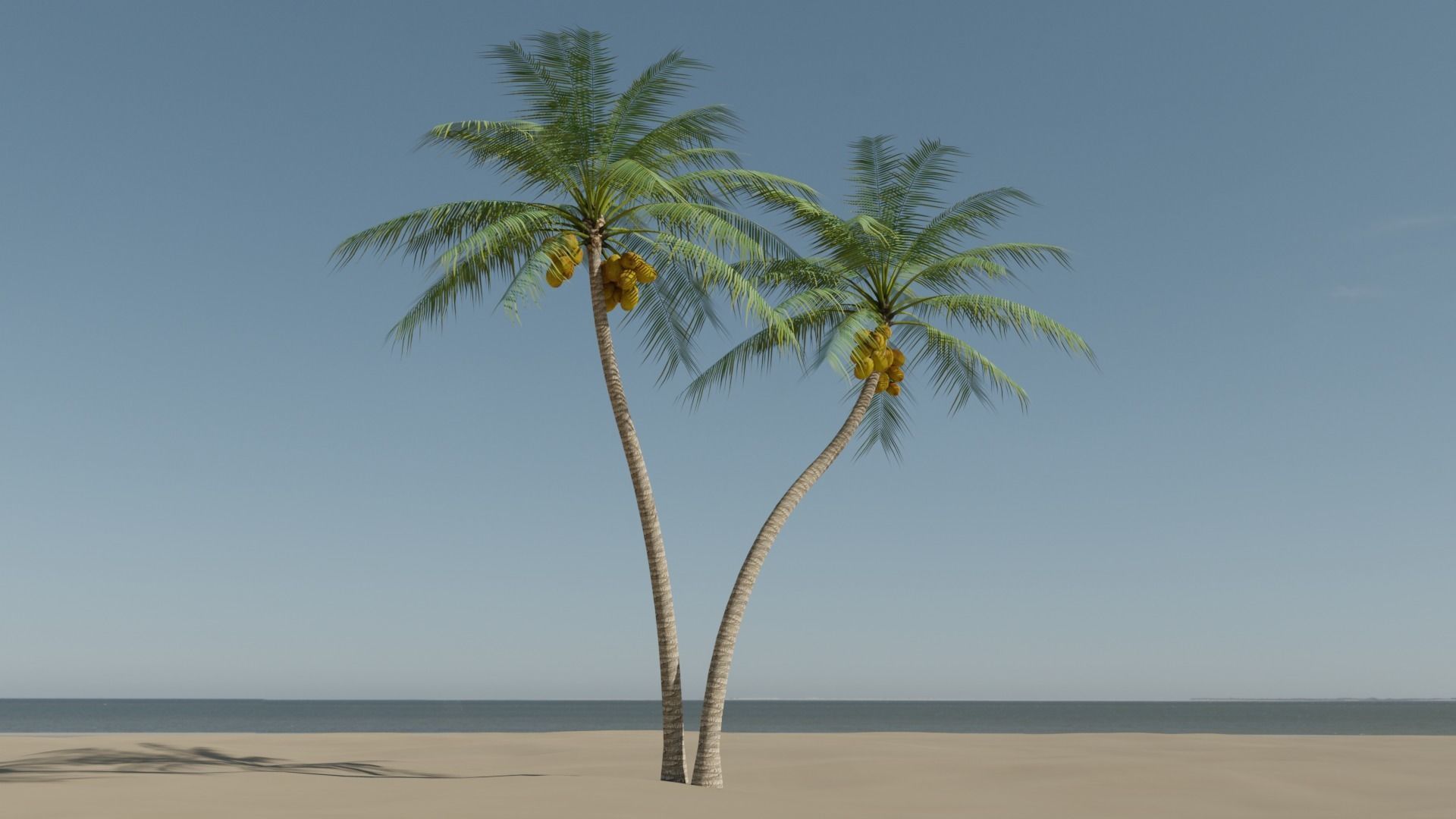 Coconut Palm v5 Low-poly 3D model_18