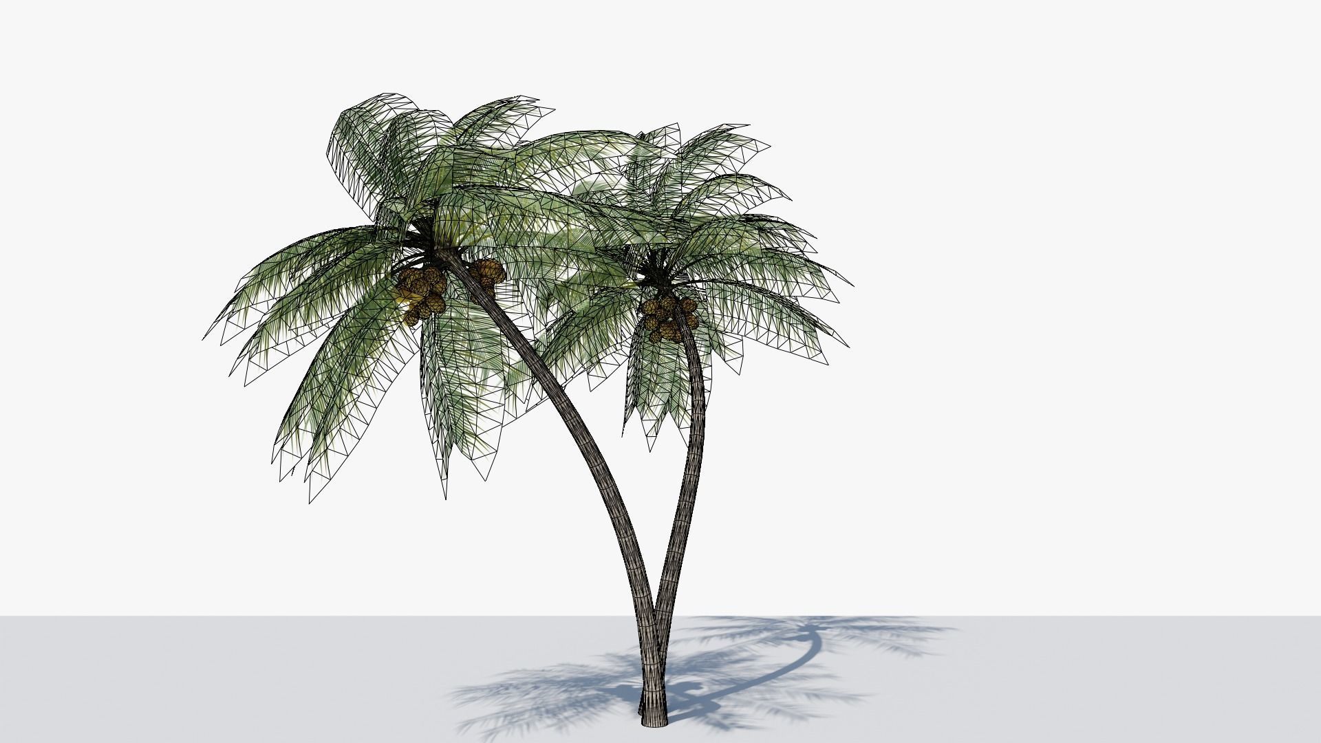 Coconut Palm v6 Low-poly 3D model_4