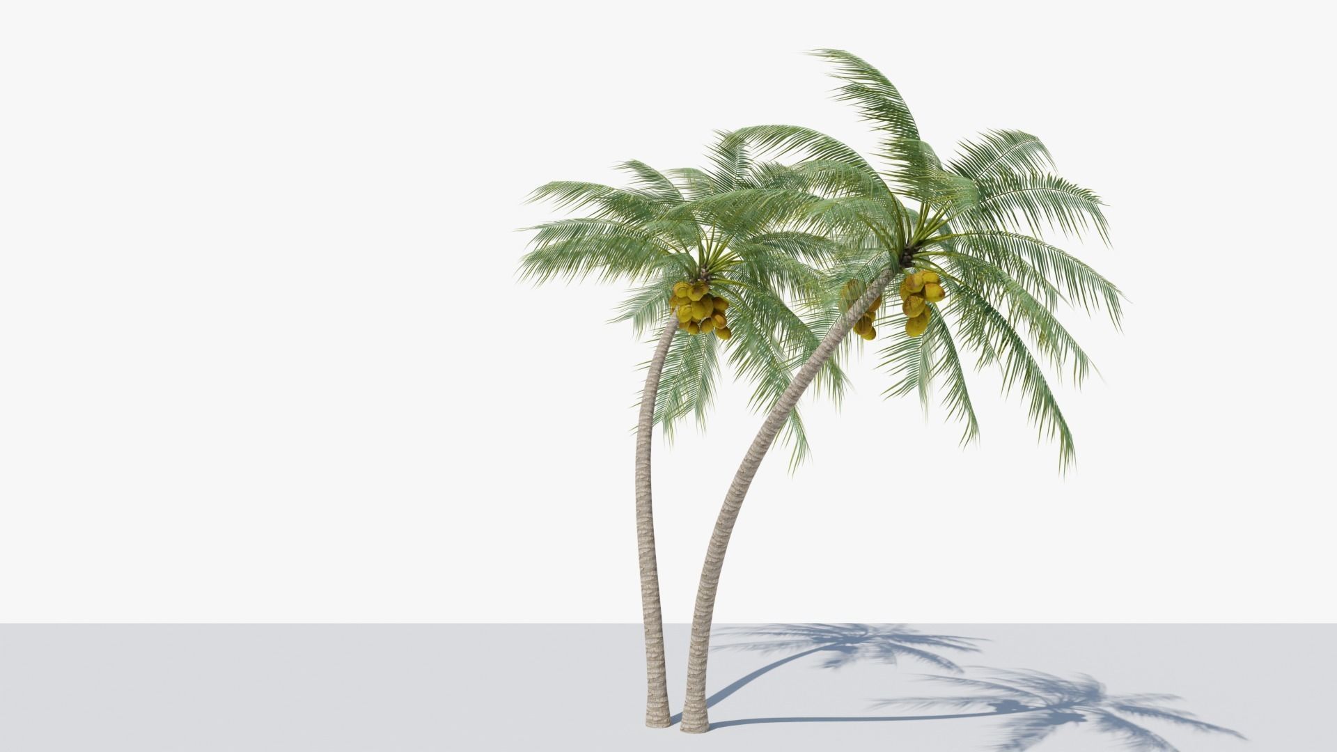 Coconut Palm v6 Low-poly 3D model_15