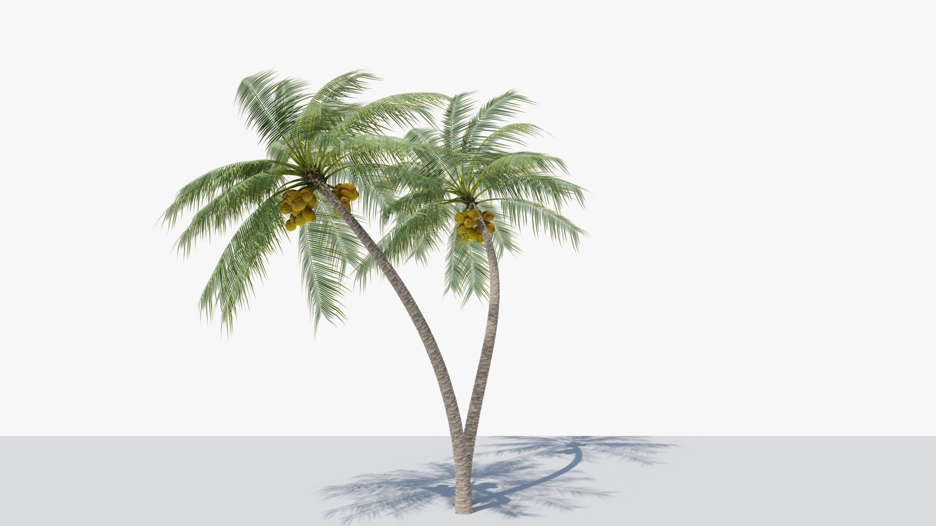 Coconut Palm v6 Low-poly 3D model_3