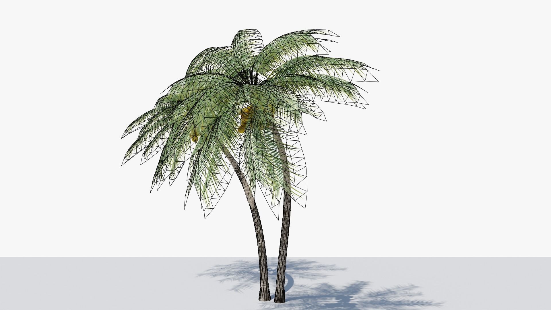 Coconut Palm v6 Low-poly 3D model_7