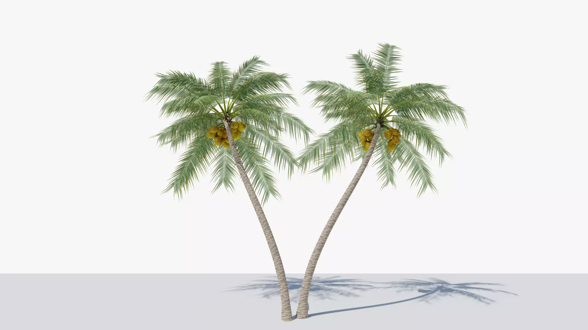 Coconut Palm v6 Low-poly 3D model_0