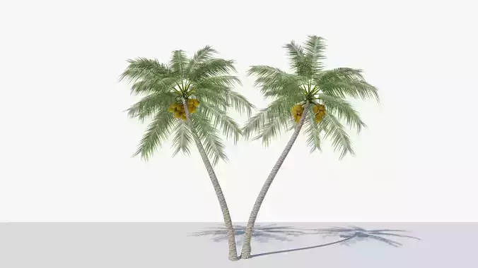 Coconut Palm v6 Low-poly 3D model