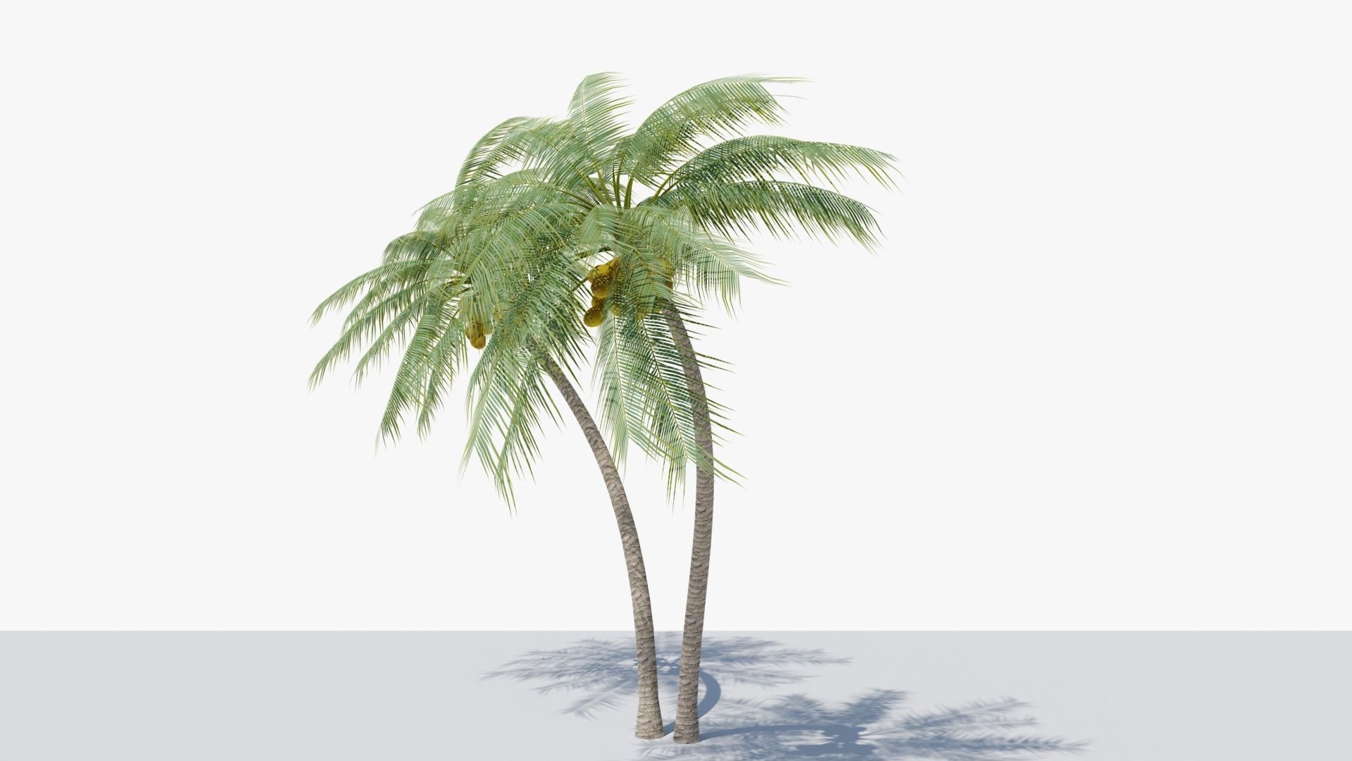 Coconut Palm v6 Low-poly 3D model_6