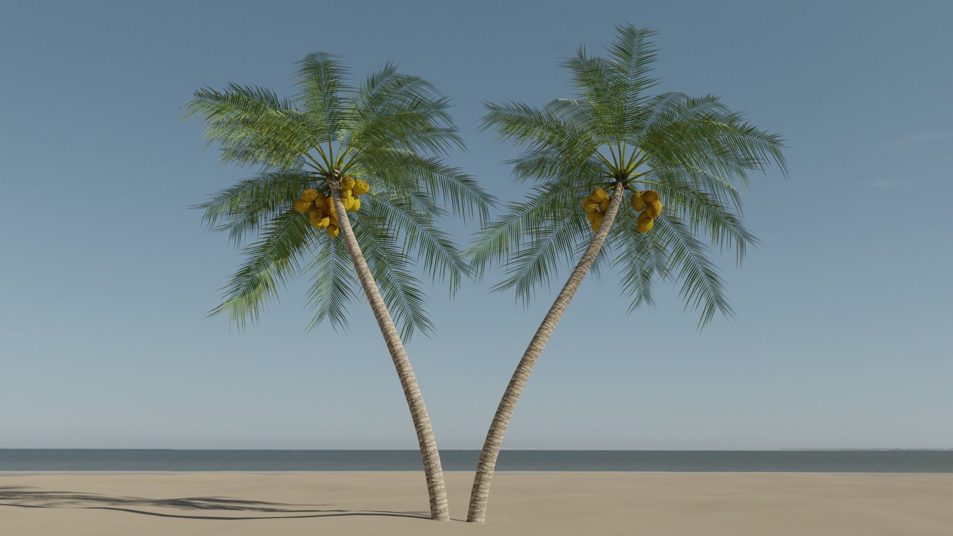 Coconut Palm v6 Low-poly 3D model_18