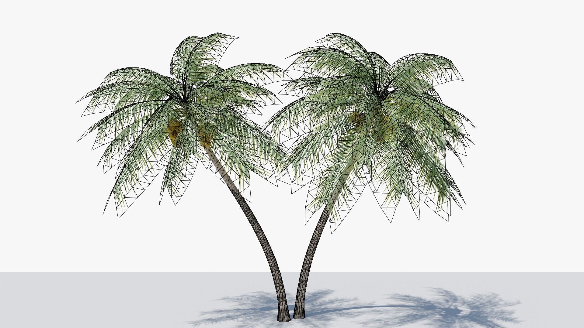 Coconut Palm v6 Low-poly 3D model_10