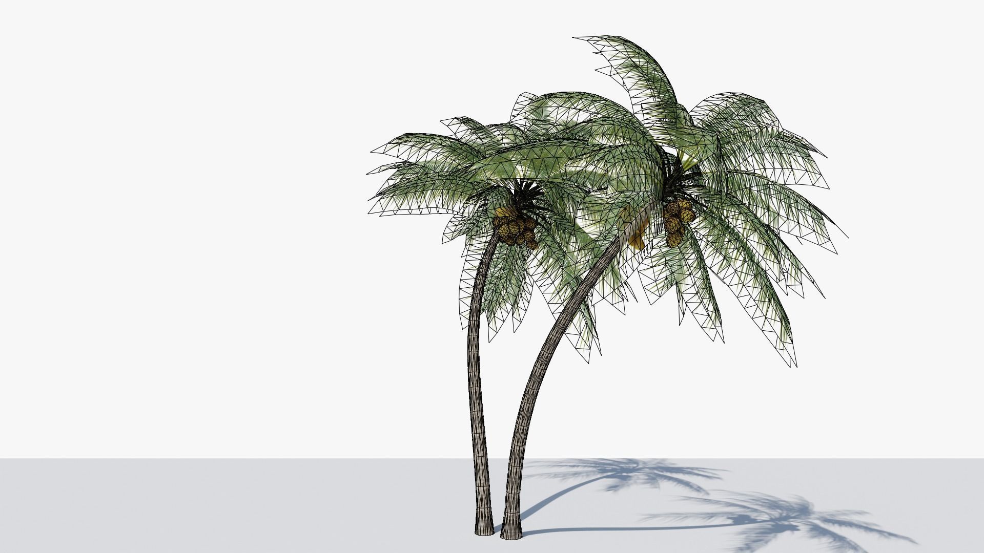 Coconut Palm v6 Low-poly 3D model_16