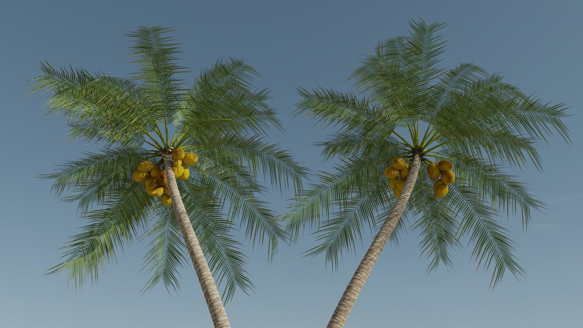 Coconut Palm v6 Low-poly 3D model_19