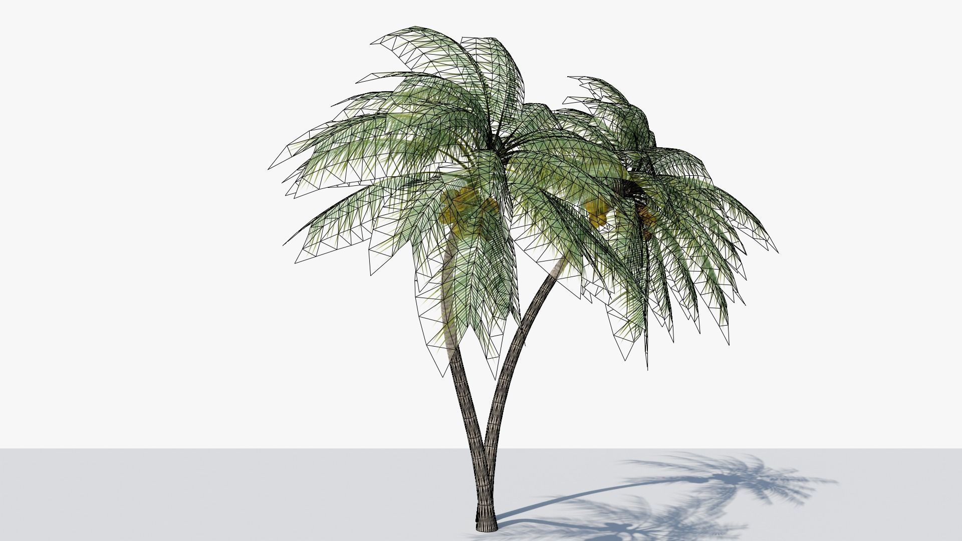 Coconut Palm v6 Low-poly 3D model_13
