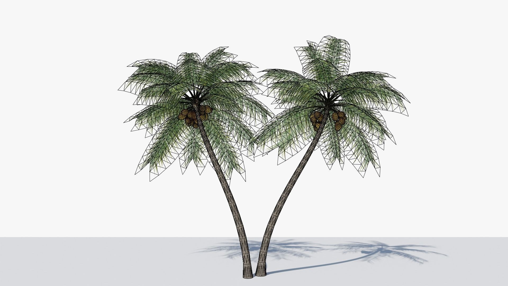 Coconut Palm v6 Low-poly 3D model_1