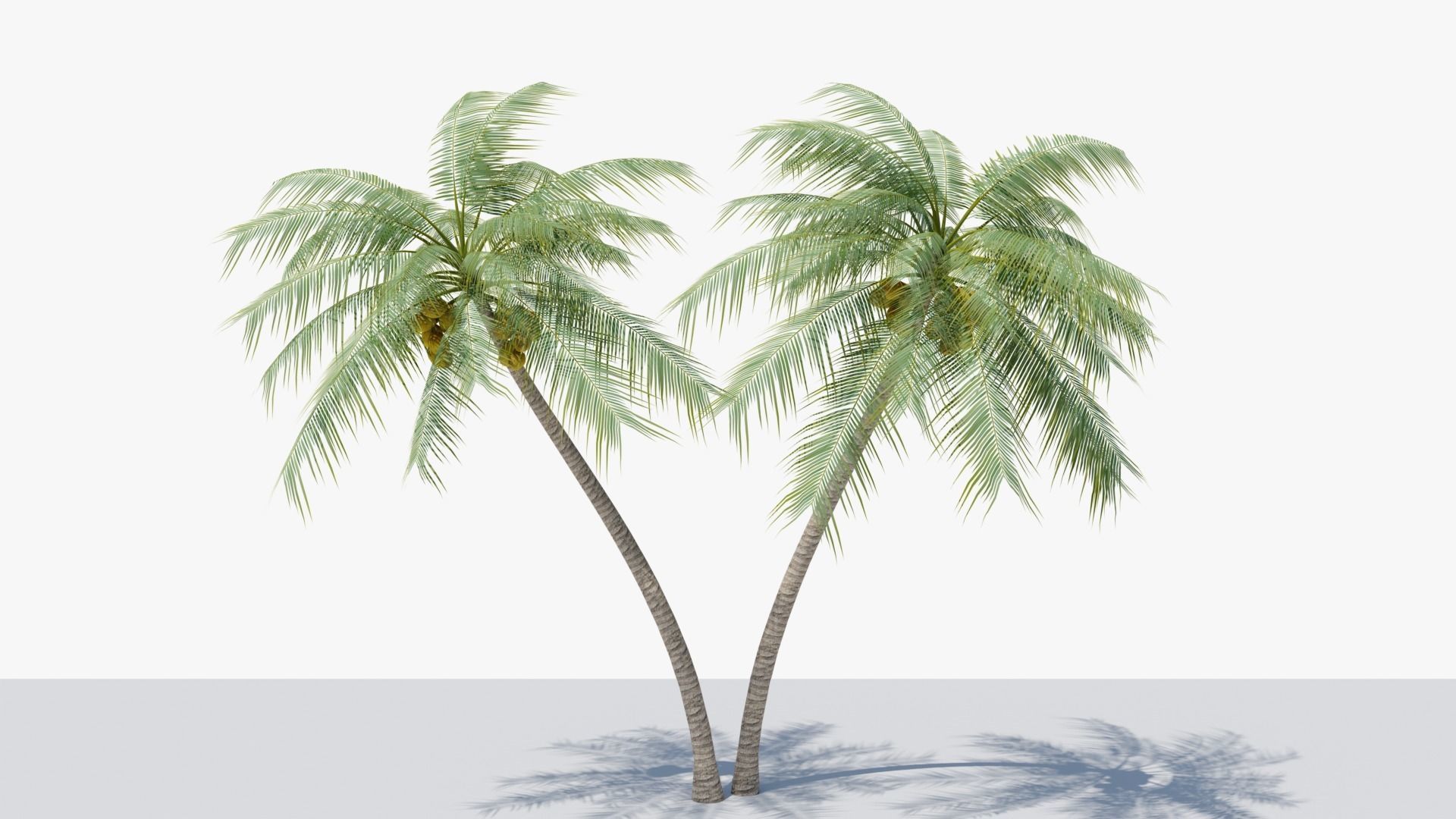 Coconut Palm v6 Low-poly 3D model_9