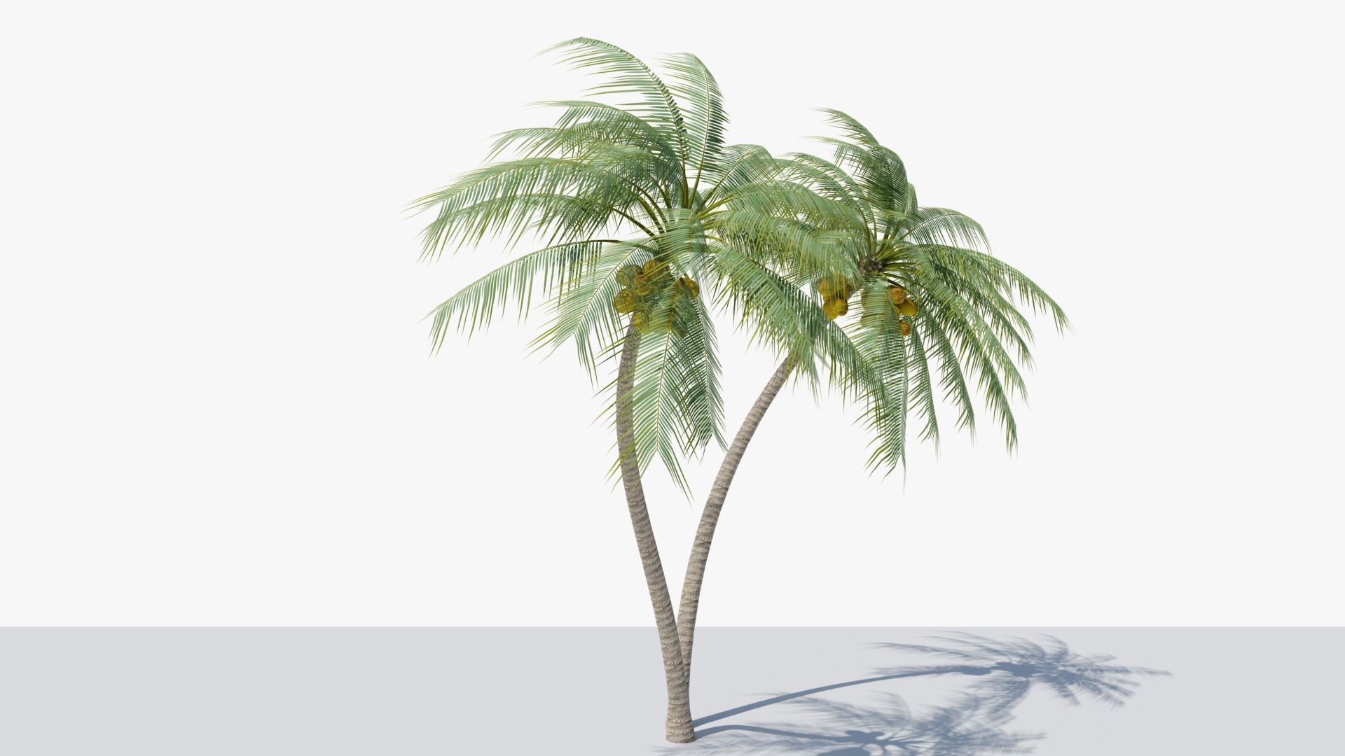 Coconut Palm v6 Low-poly 3D model_12