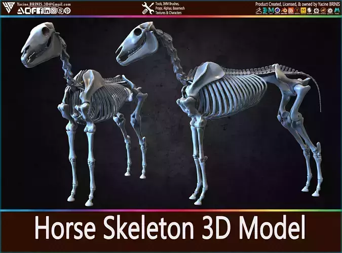 Horse Skeleton 3D Model  Low-poly 3D model
