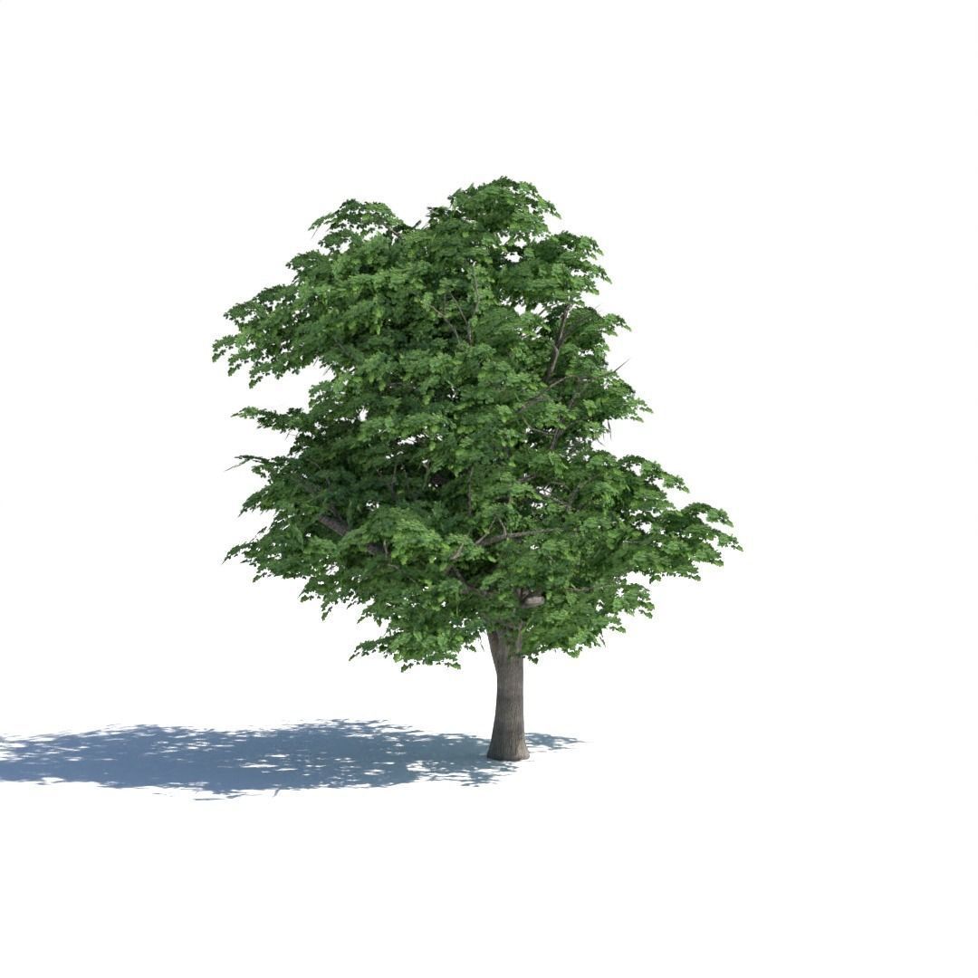 Tree 3d model Low-poly 3D model_5