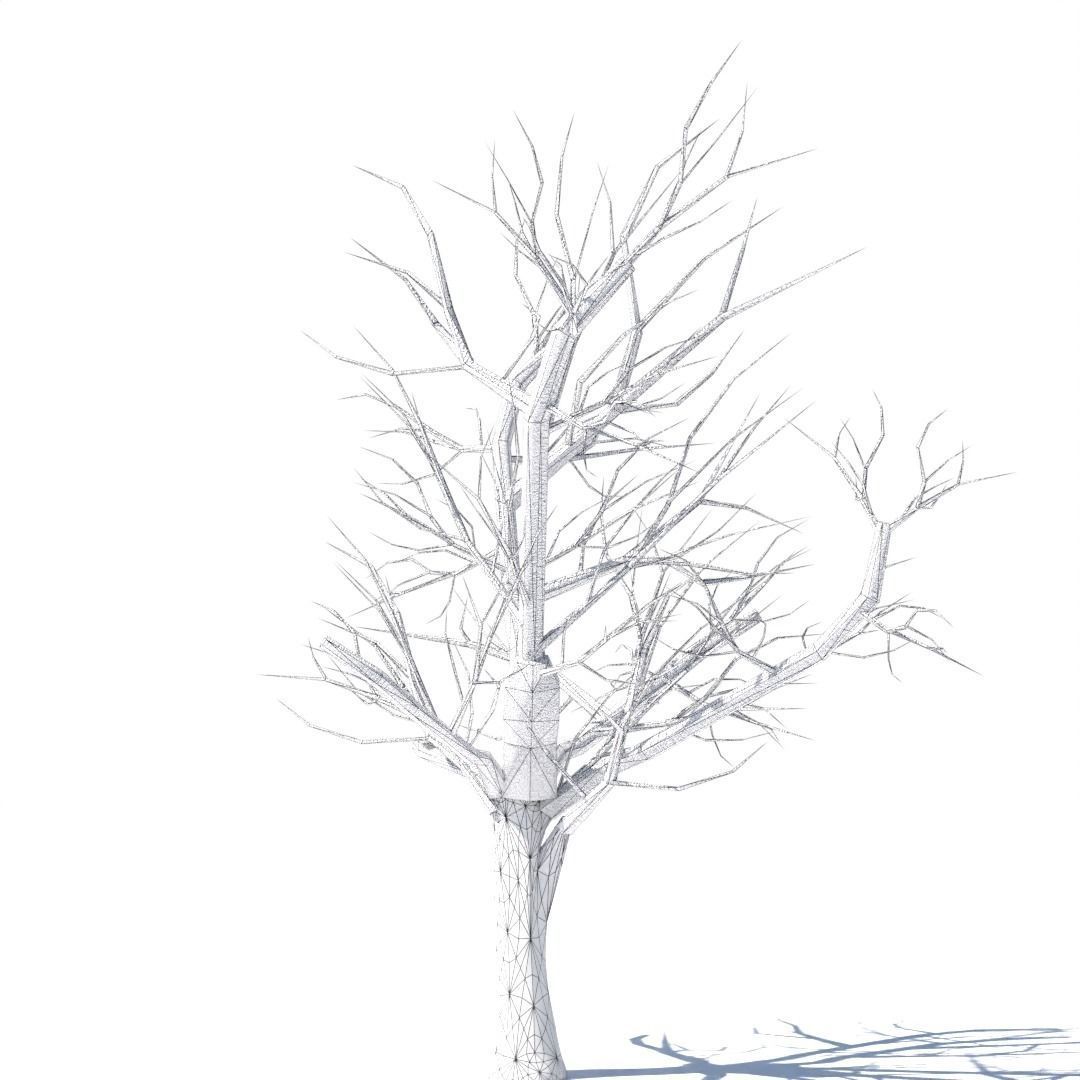 Tree 3d model Low-poly 3D model_9