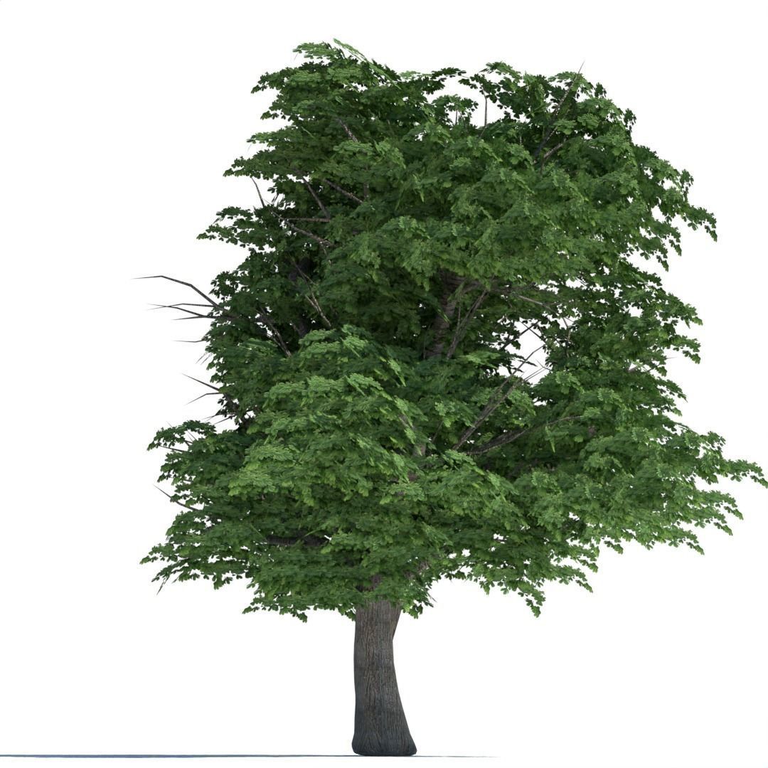 Tree 3d model Low-poly 3D model_1