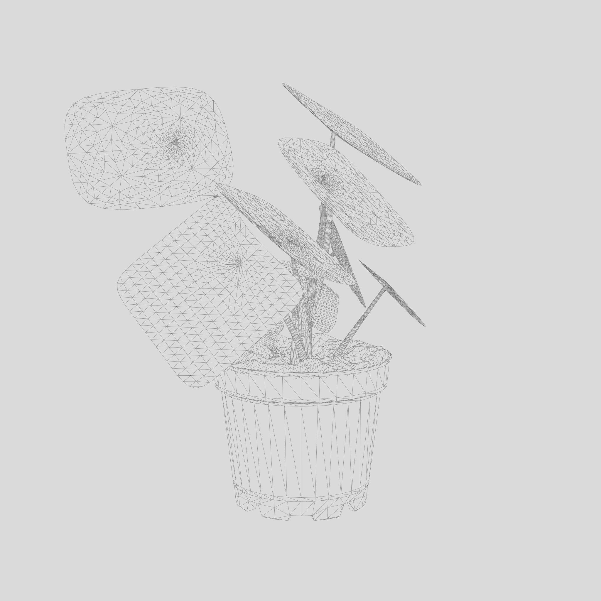 Chinese Money Plant 3D Model Low-poly 3D model_5