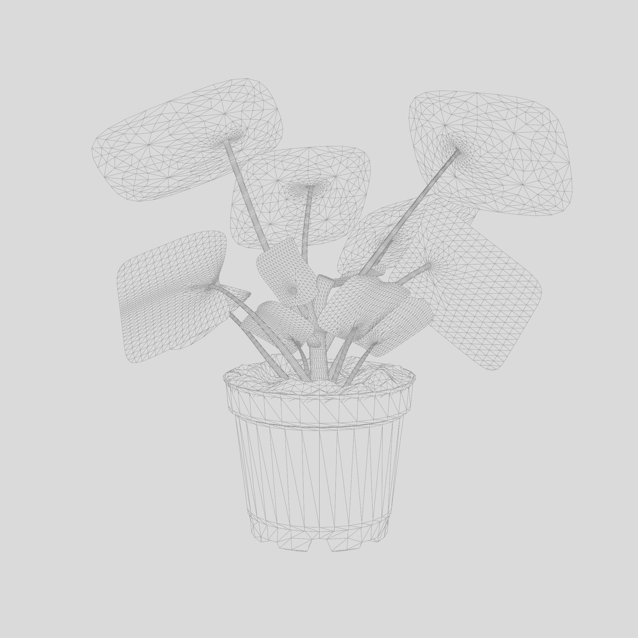 Chinese Money Plant 3D Model Low-poly 3D model_7