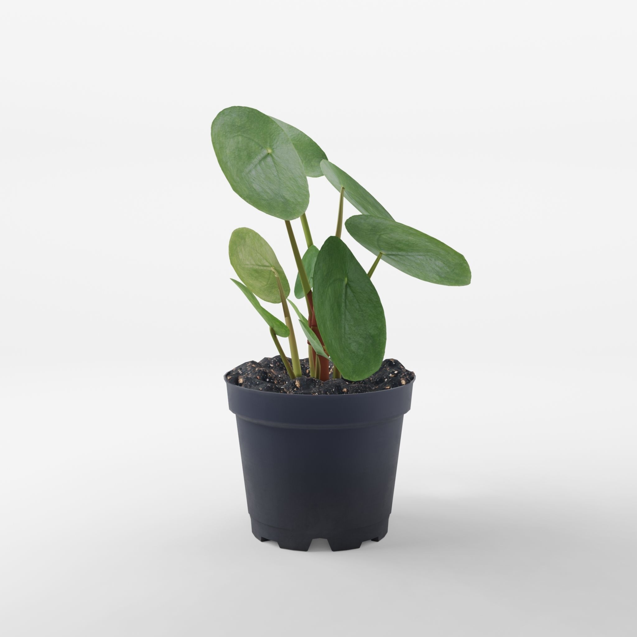 Chinese Money Plant 3D Model Low-poly 3D model_2