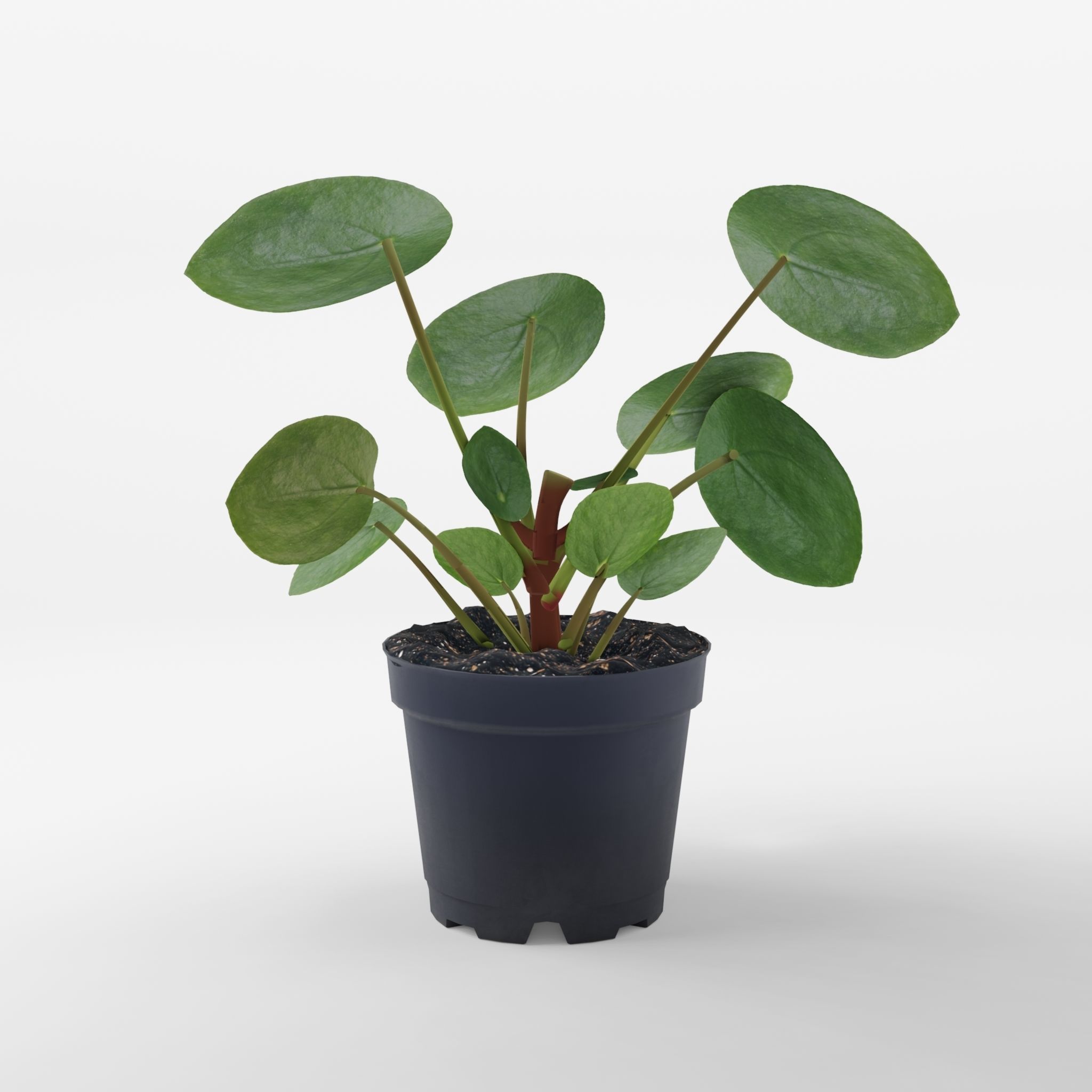 Chinese Money Plant 3D Model Low-poly 3D model_3
