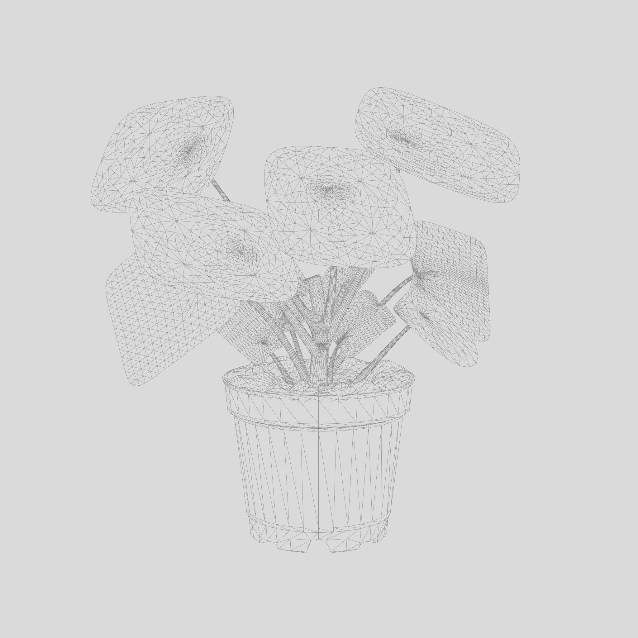 Chinese Money Plant 3D Model Low-poly 3D model_4