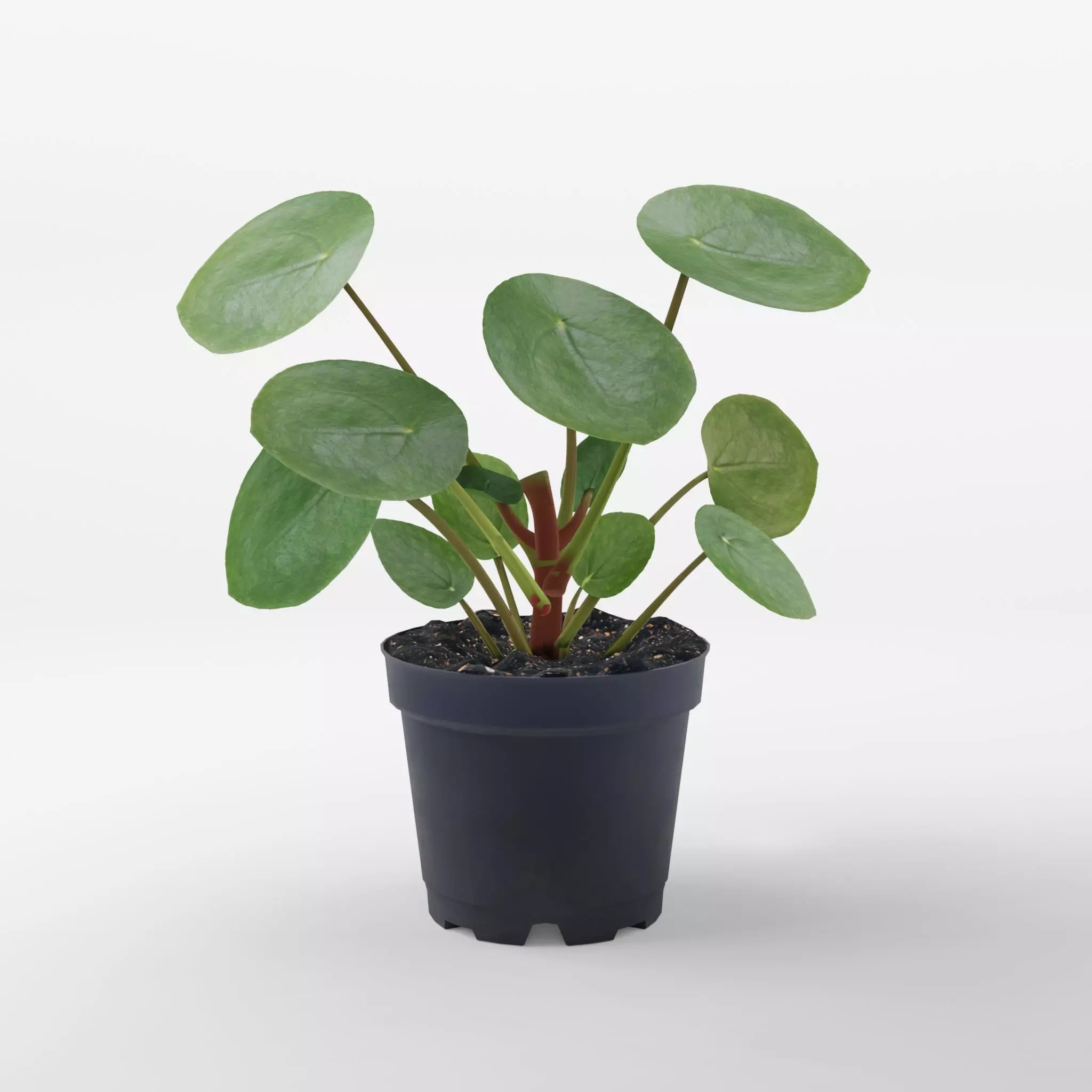 Chinese Money Plant 3D Model Low-poly 3D model_0