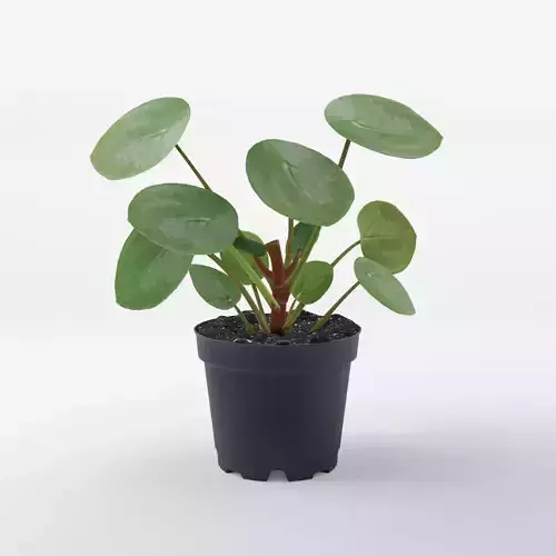 Chinese Money Plant 3D Model Low-poly 3D model