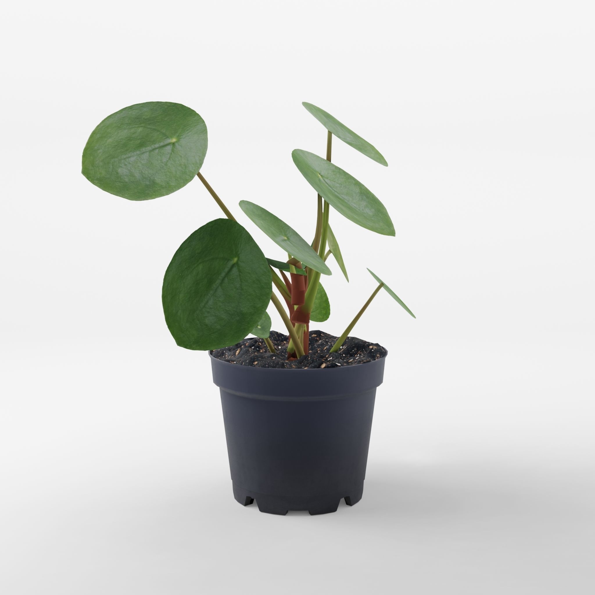 Chinese Money Plant 3D Model Low-poly 3D model_1