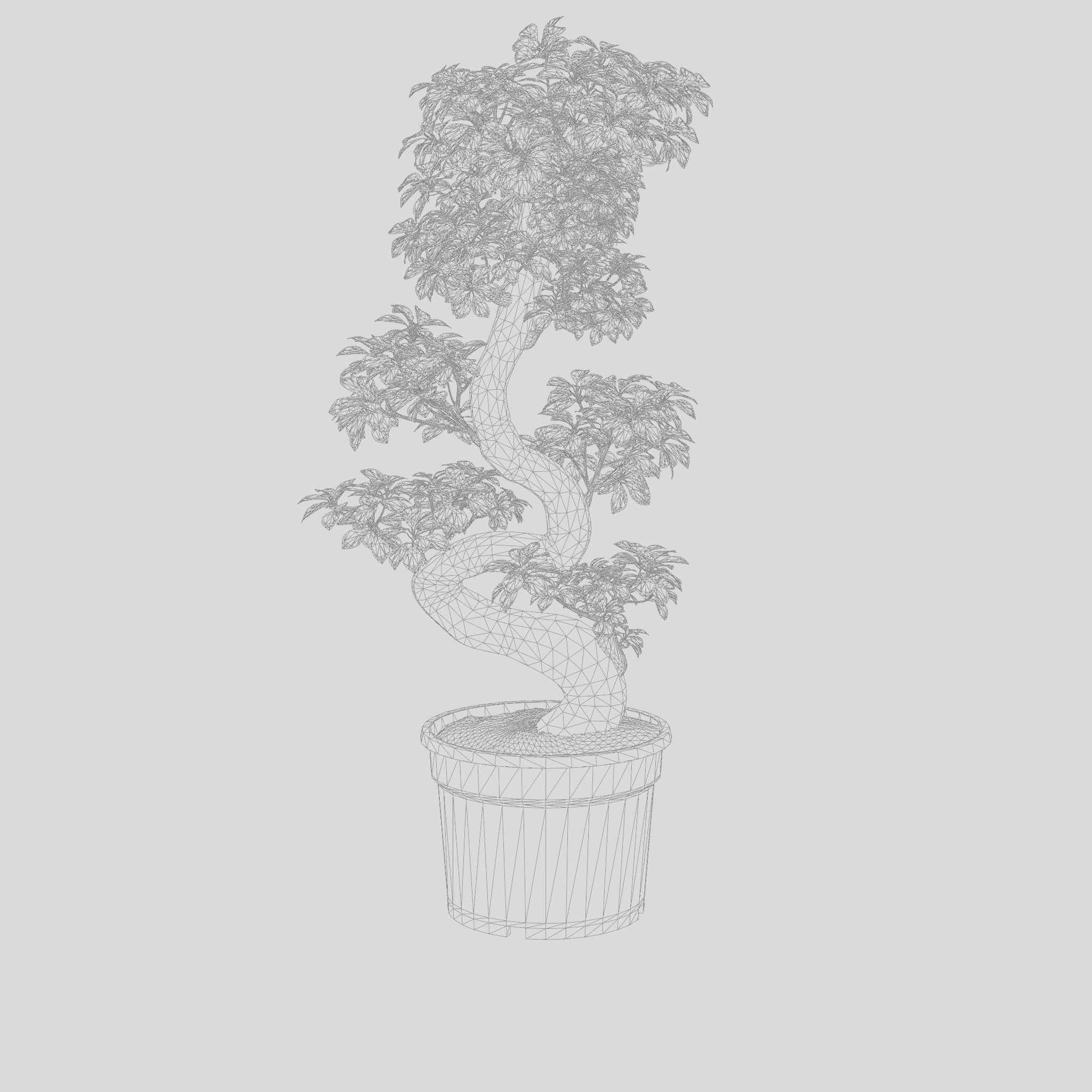 Chinese Banyan Ficus Retusa 3D Model Low-poly 3D model_7