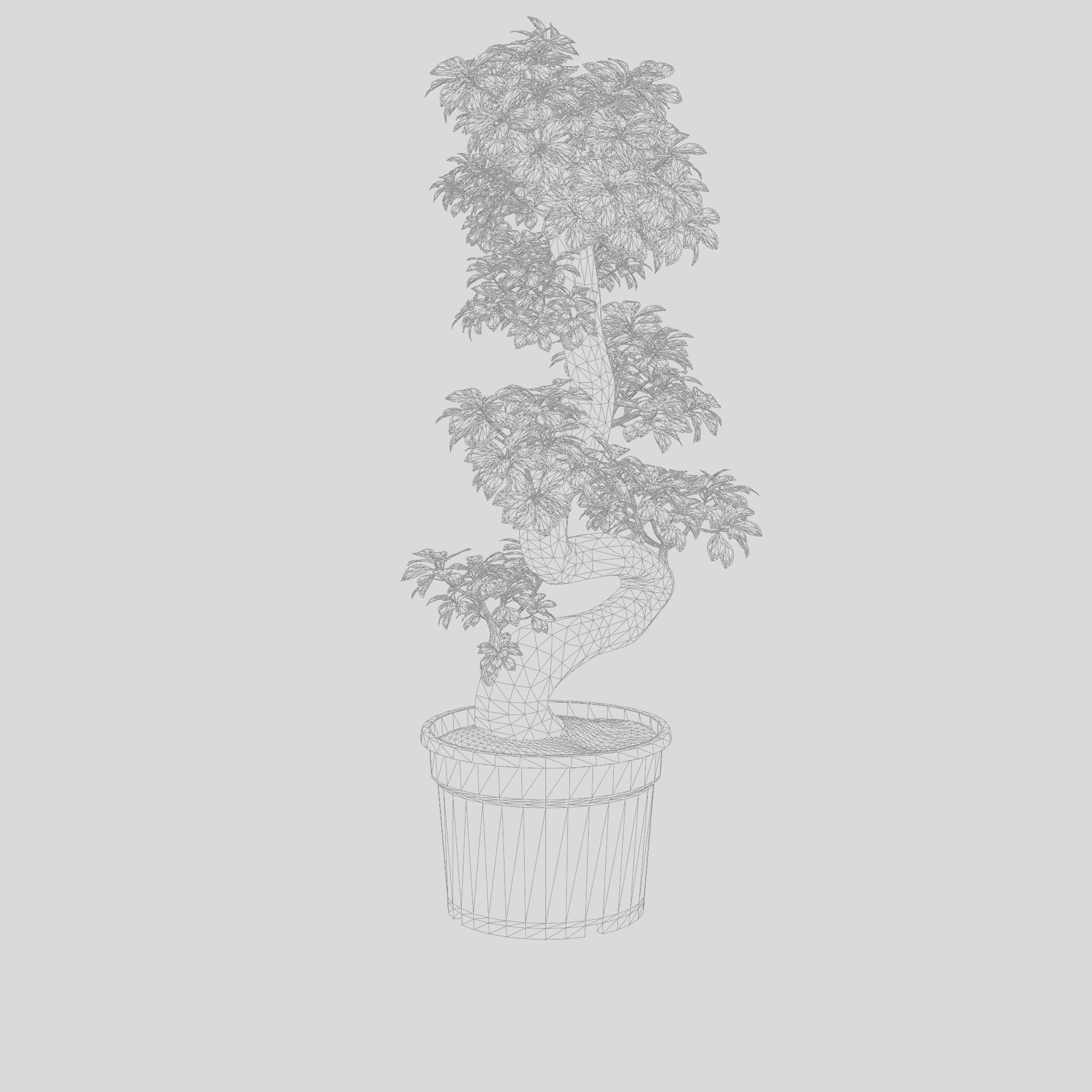 Chinese Banyan Ficus Retusa 3D Model Low-poly 3D model_5