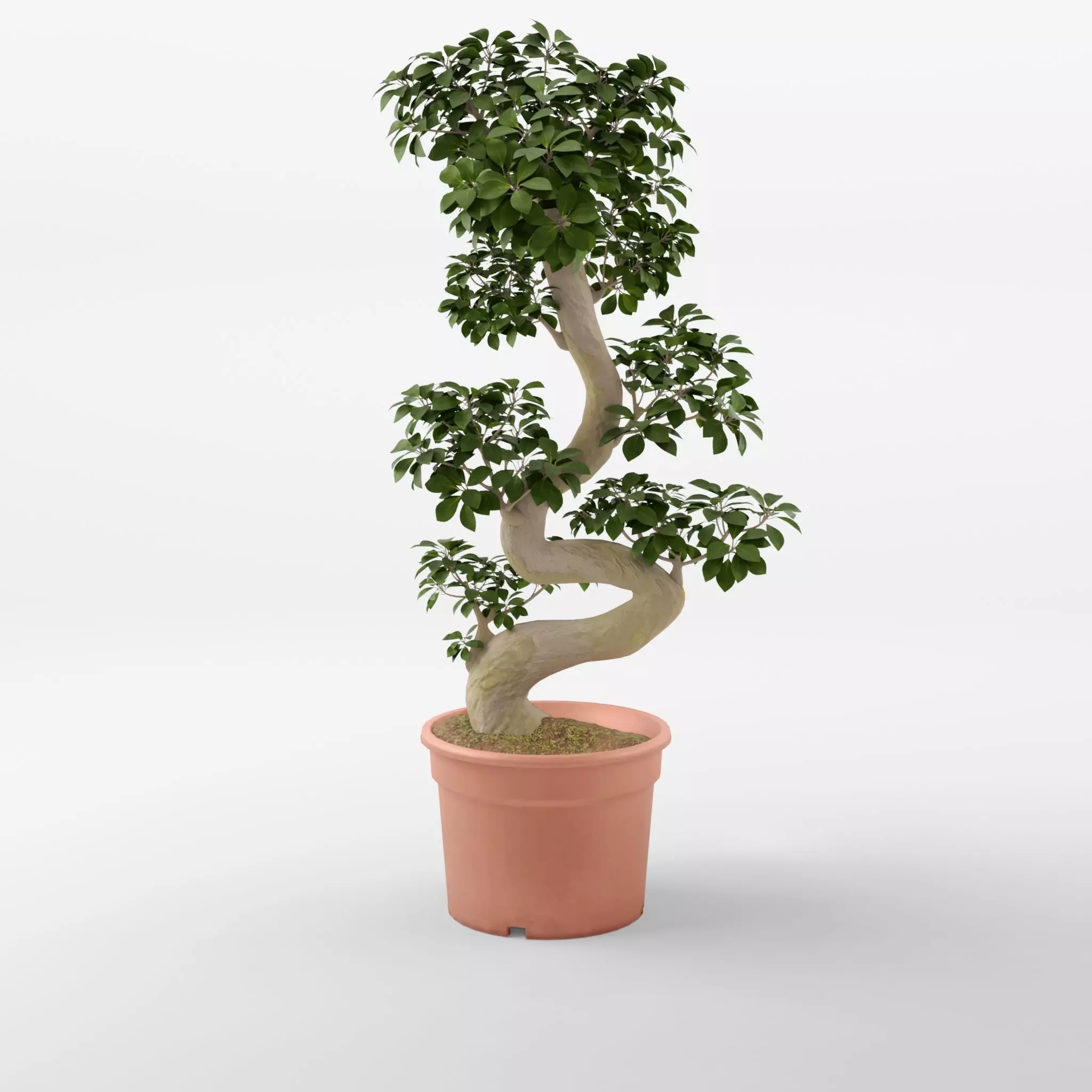 Chinese Banyan Ficus Retusa 3D Model Low-poly 3D model_0