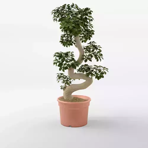 Chinese Banyan Ficus Retusa 3D Model